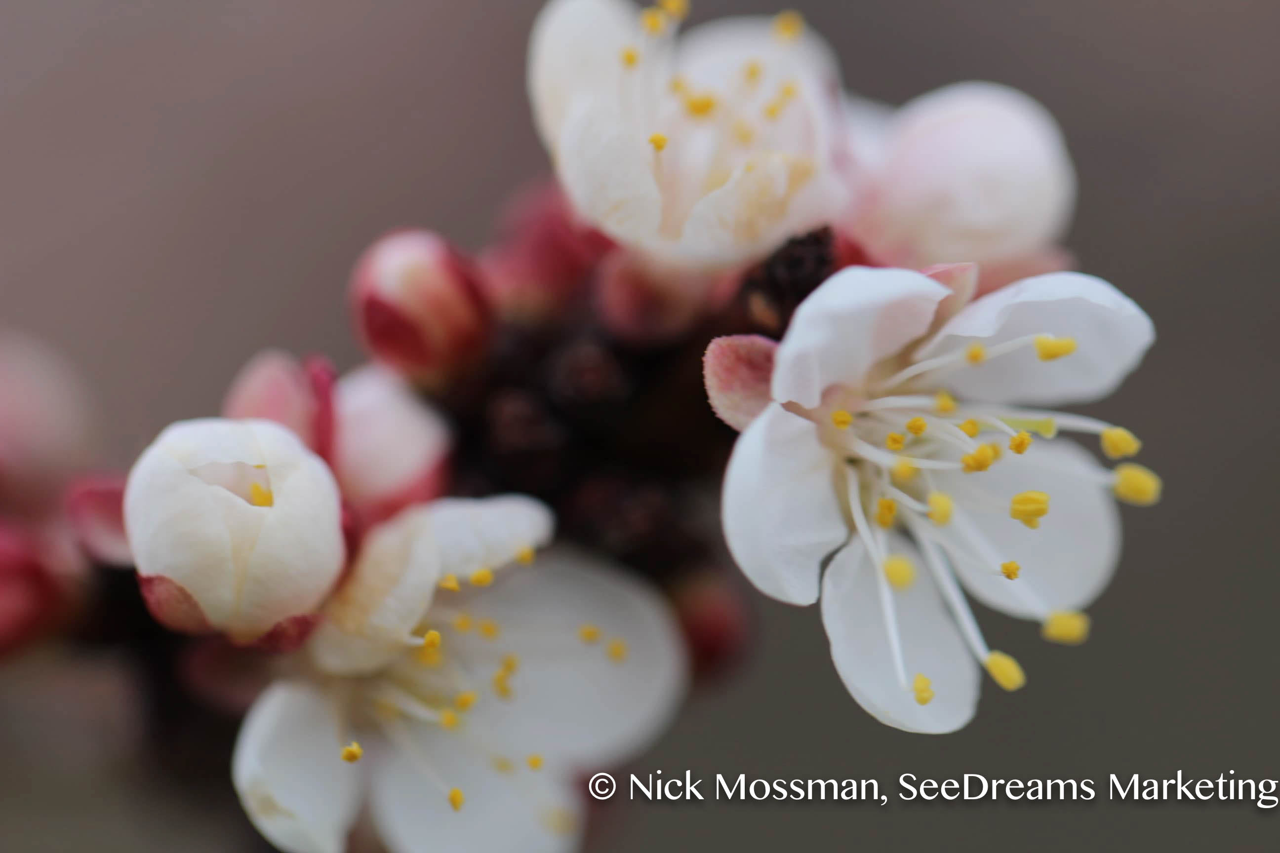 Cherry Blossom Photo-Macro Lens Shot by Nick Mossman SeeDreams Marketing Taos, NM