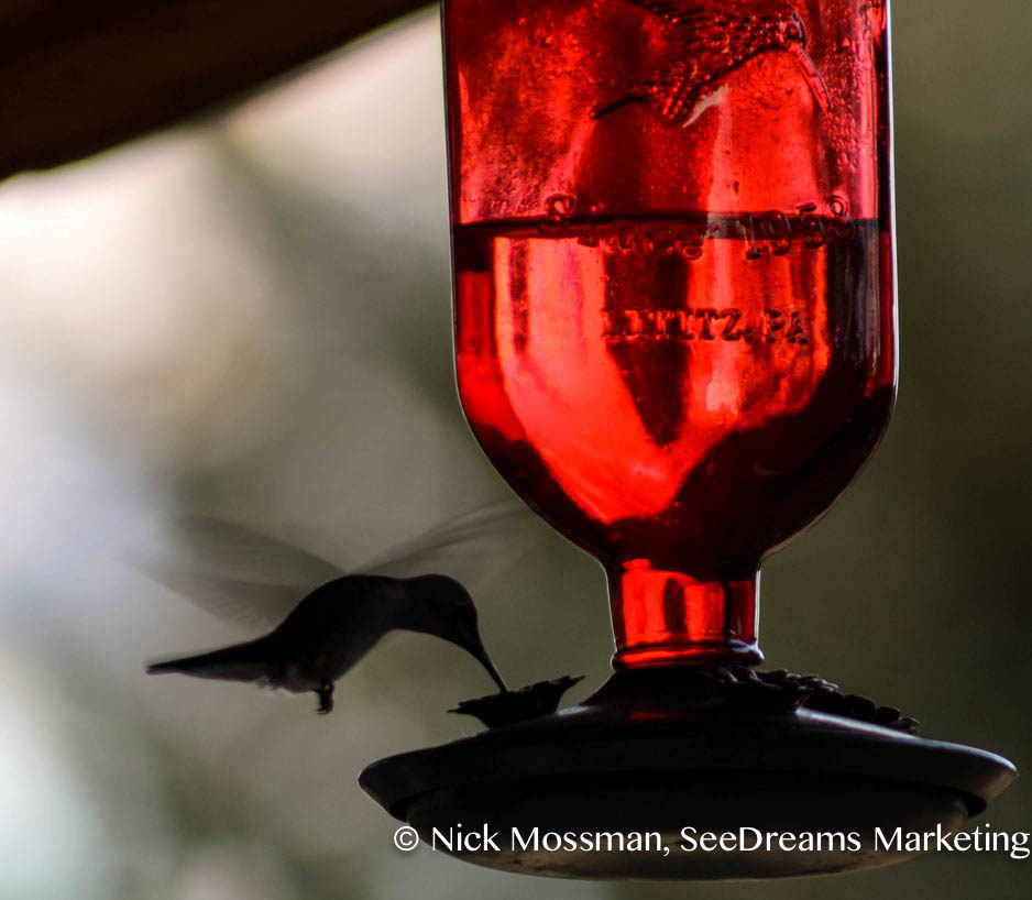 Hungry Hummingbird, Nick Mossman SeeDreams Marketing Taos, NM (a)