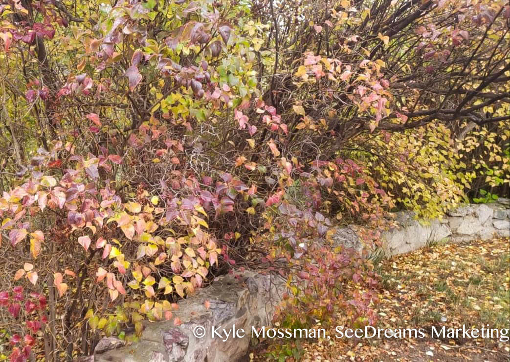 Taos Fall Lilac Bushes, Kyle Mossman SeeDreams Marketing Taos, NM (2)