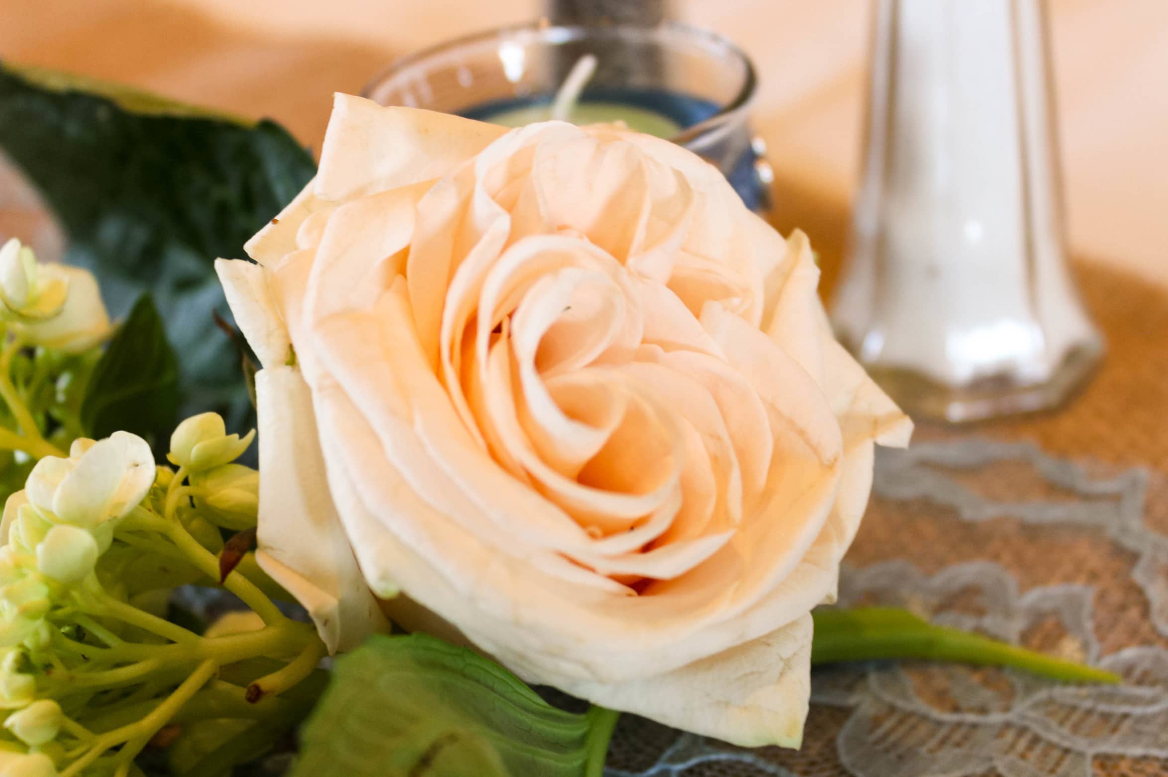 rsz_white_rose_photo-1